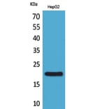 Western Blot - Anti-DUSP3 Antibody (C30285) - Antibodies.com