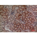Immunohistochemistry - Anti-DUSP3 Antibody (C30285) - Antibodies.com