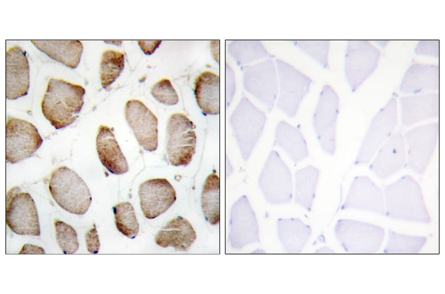Immunohistochemistry - Anti-DUS2L Antibody (C11772) - Antibodies.com