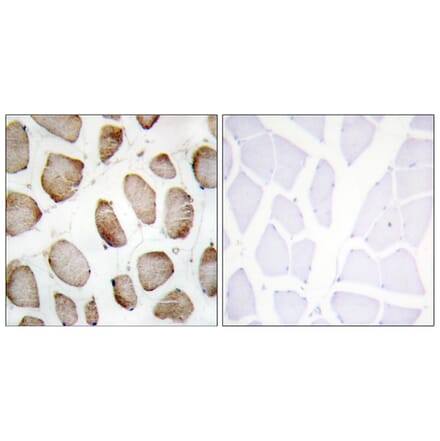 Immunohistochemistry - Anti-DUS2L Antibody (C11772) - Antibodies.com