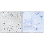Immunohistochemistry - Anti-DIL-2 Antibody (C11884) - Antibodies.com
