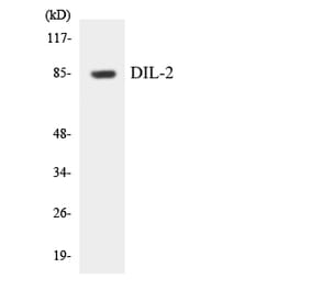Western Blot - Anti-DIL-2 Antibody (R12-2699) - Antibodies.com