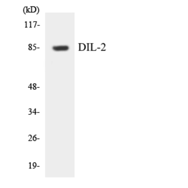 Western Blot - Anti-DIL-2 Antibody (R12-2699) - Antibodies.com