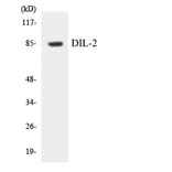 Western Blot - Anti-DIL-2 Antibody (R12-2699) - Antibodies.com