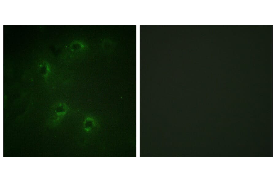 Immunofluorescence - Anti-DAPK1 Antibody (B0898) - Antibodies.com