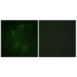 Immunofluorescence - Anti-DAPK1 Antibody (B0898) - Antibodies.com