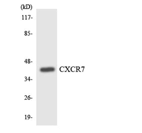 Western Blot - Anti-CXCR7 Antibody (R12-2662) - Antibodies.com