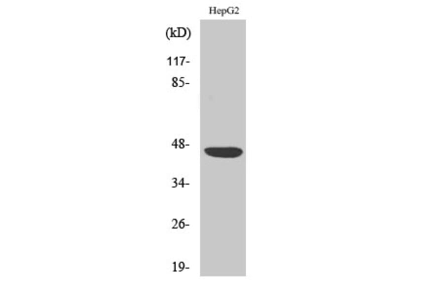 Western Blot - Anti-CXADR Antibody (C15257) - Antibodies.com