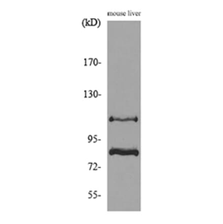 Western Blot - Anti-CUL4B Antibody (C30113) - Antibodies.com