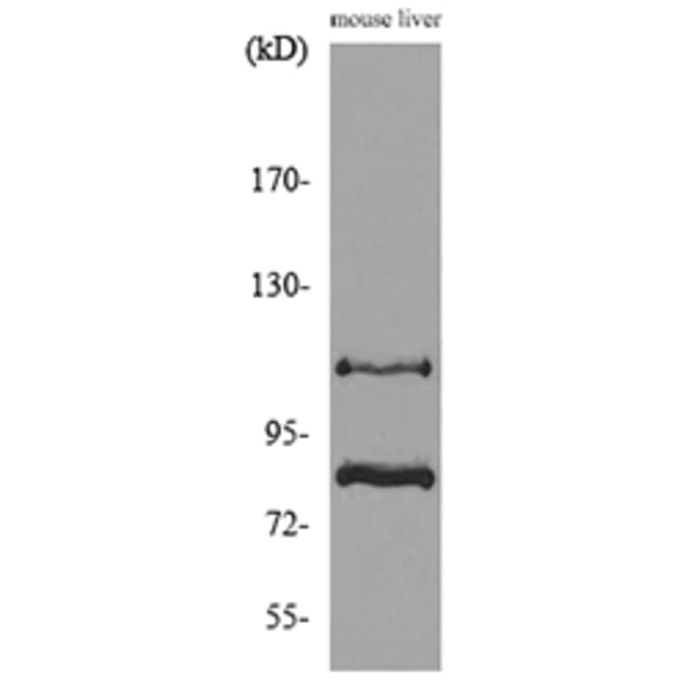 Western Blot - Anti-CUL4B Antibody (C30113) - Antibodies.com