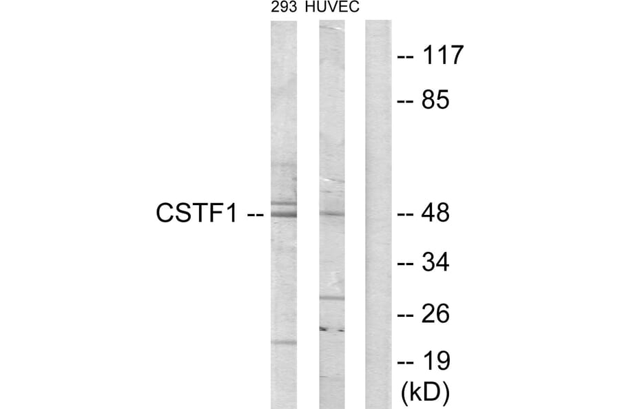 Western Blot - Anti-CSTF1 Antibody (C10882) - Antibodies.com