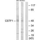 Western Blot - Anti-CSTF1 Antibody (C10882) - Antibodies.com
