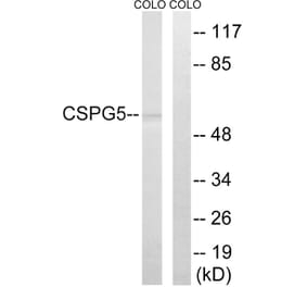 Western Blot - Anti-CSPG5 Antibody (C15097) - Antibodies.com