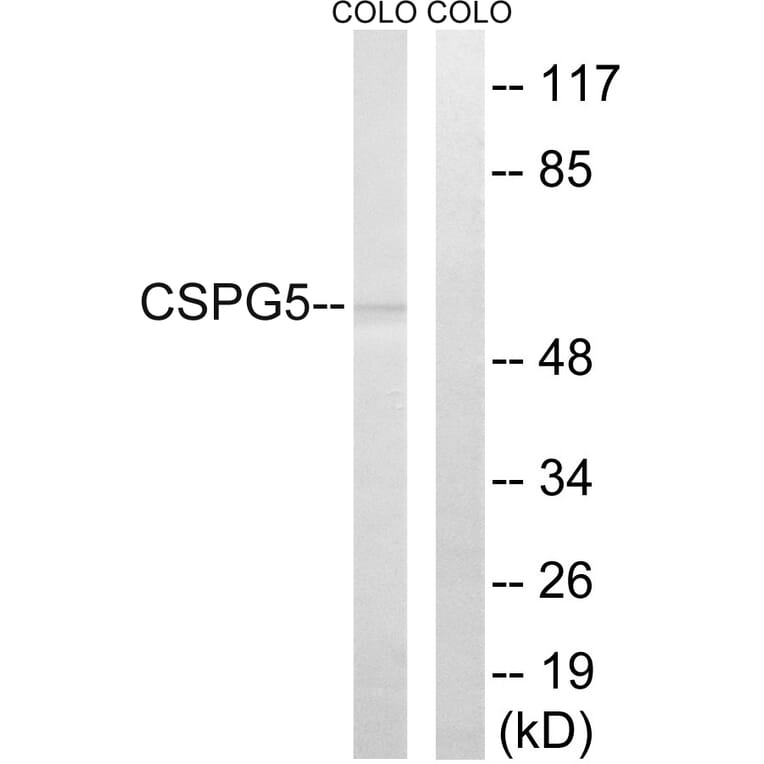 Western Blot - Anti-CSPG5 Antibody (C15097) - Antibodies.com