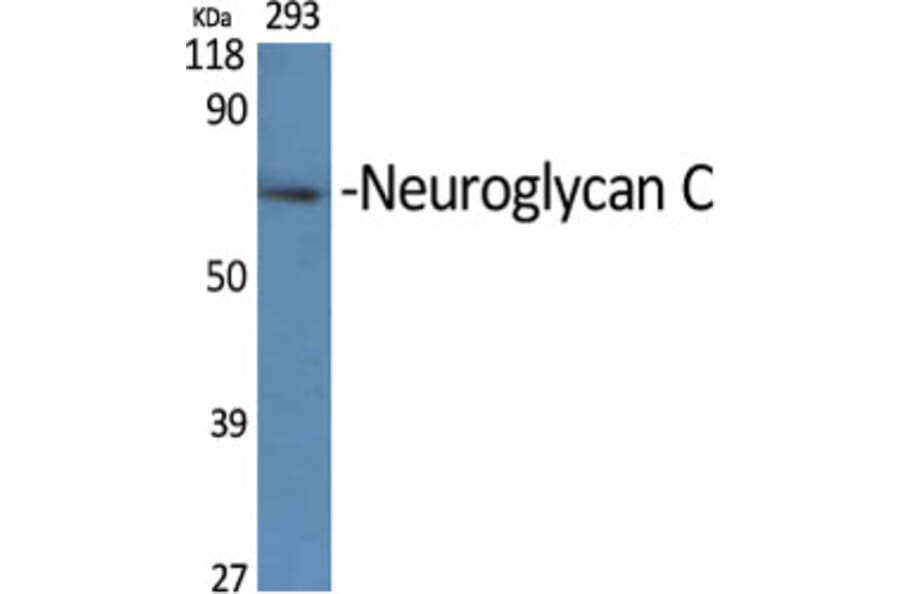 Western Blot - Anti-CSPG5 Antibody (C15097) - Antibodies.com