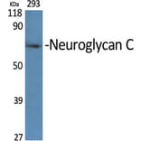 Western Blot - Anti-CSPG5 Antibody (C15097) - Antibodies.com