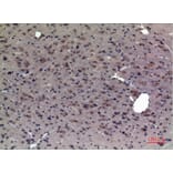 Immunohistochemistry - Anti-CRHR1 Antibody (C30982) - Antibodies.com