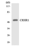 Western Blot - Anti-CRHR1 Antibody (R12-2655) - Antibodies.com