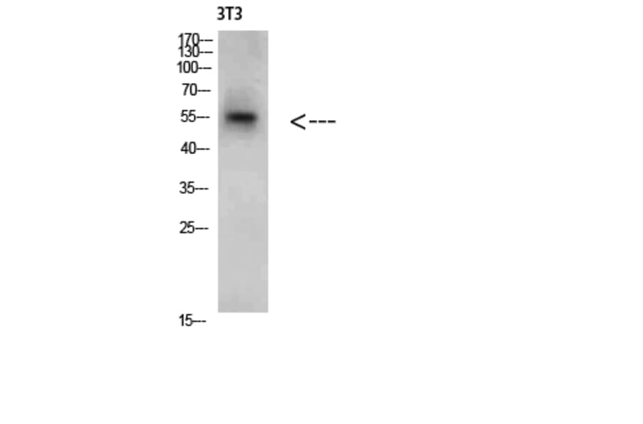 Western Blot - Anti-CREB3 Antibody (C31028) - Antibodies.com