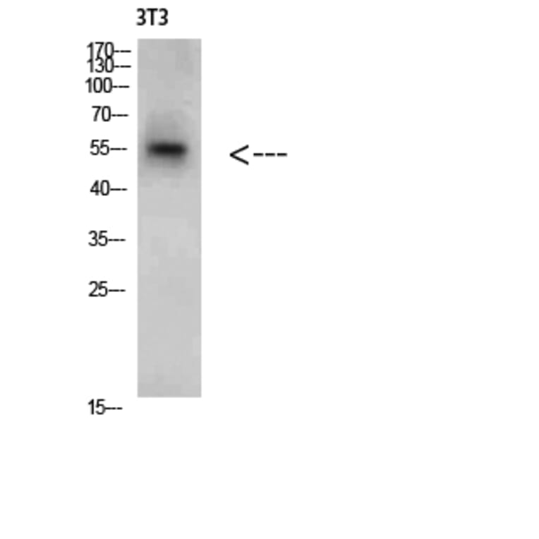 Western Blot - Anti-CREB3 Antibody (C31028) - Antibodies.com