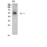 Western Blot - Anti-CREB3 Antibody (C31028) - Antibodies.com