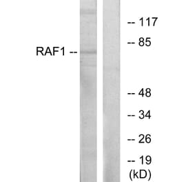 Western Blot - Anti-C-RAF Antibody (B0565) - Antibodies.com