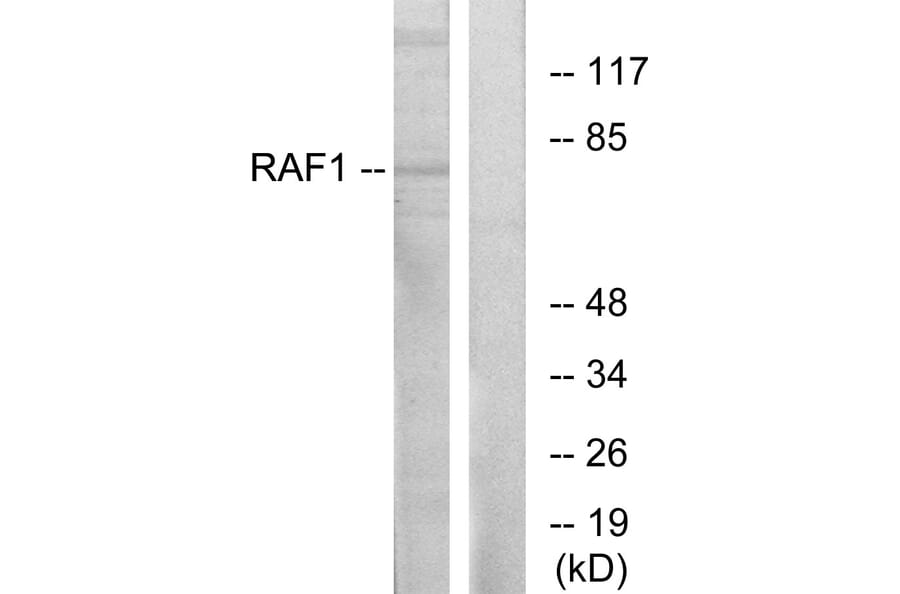 Western Blot - Anti-C-RAF Antibody (B0565) - Antibodies.com