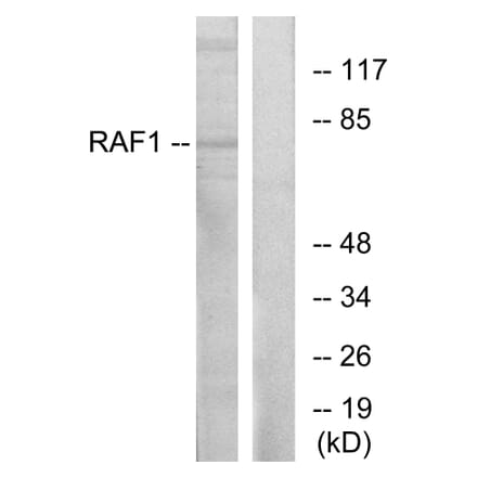 Western Blot - Anti-C-RAF Antibody (B0565) - Antibodies.com