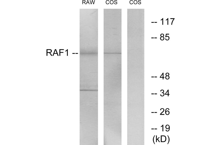 Western Blot - Anti-C-RAF Antibody (B7207) - Antibodies.com