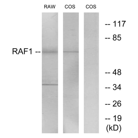 Western Blot - Anti-C-RAF Antibody (B7207) - Antibodies.com
