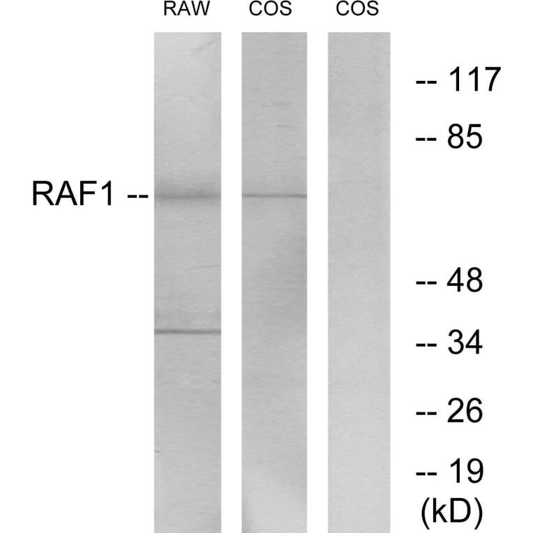 Western Blot - Anti-C-RAF Antibody (B7207) - Antibodies.com