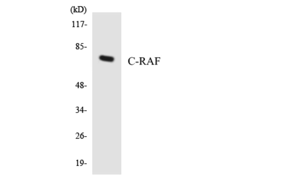 Western Blot - Anti-C-RAF Antibody (R12-2651) - Antibodies.com