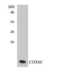 Western blot analysis of the lysates from HUVEC cells using Anti-COX6C Antibody.