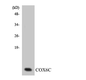 Western Blot - Anti-COX6C Antibody (R12-2645) - Antibodies.com