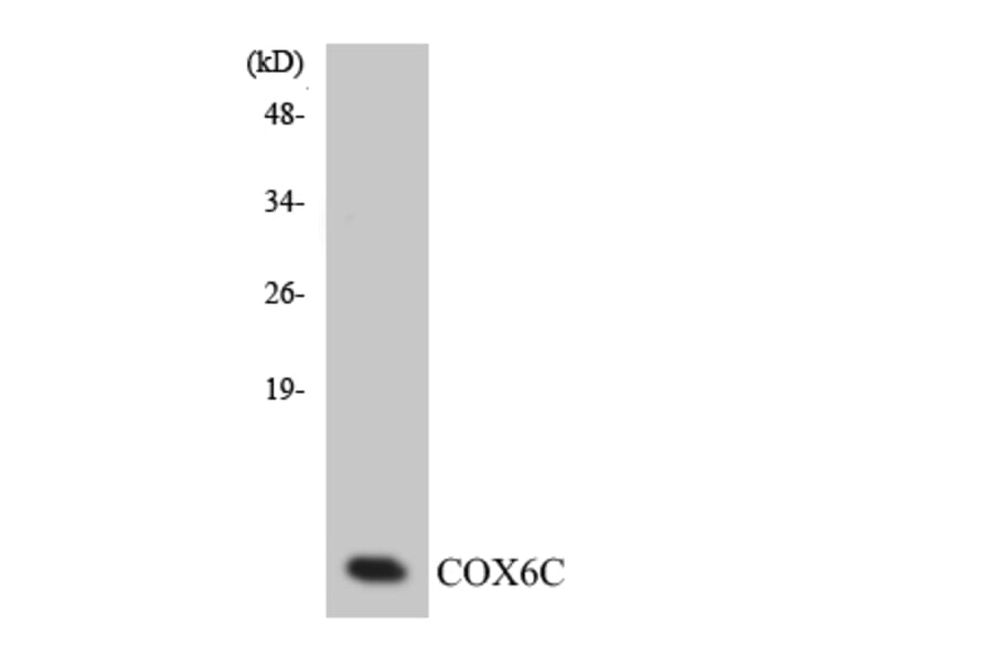 Western Blot - Anti-COX6C Antibody (R12-2645) - Antibodies.com