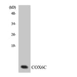 Western Blot - Anti-COX6C Antibody (R12-2645) - Antibodies.com