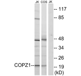 Western Blot - Anti-COPZ1 Antibody (C15184) - Antibodies.com