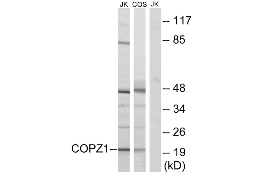 Western Blot - Anti-COPZ1 Antibody (C15184) - Antibodies.com