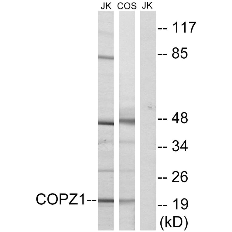 Western Blot - Anti-COPZ1 Antibody (C15184) - Antibodies.com