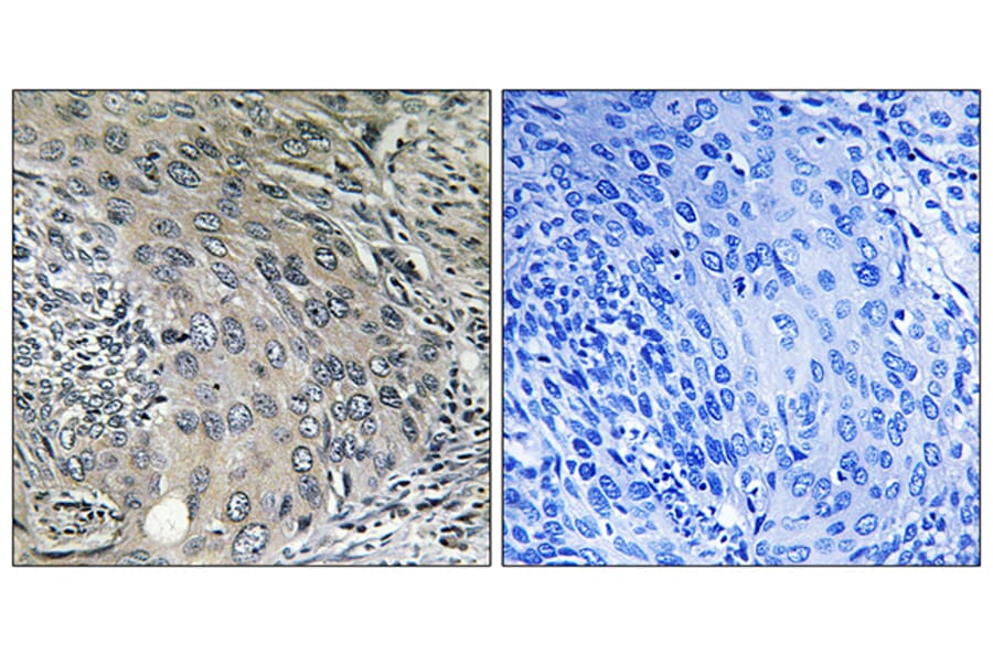 Immunohistochemistry - Anti-COPZ1 Antibody (C15184) - Antibodies.com