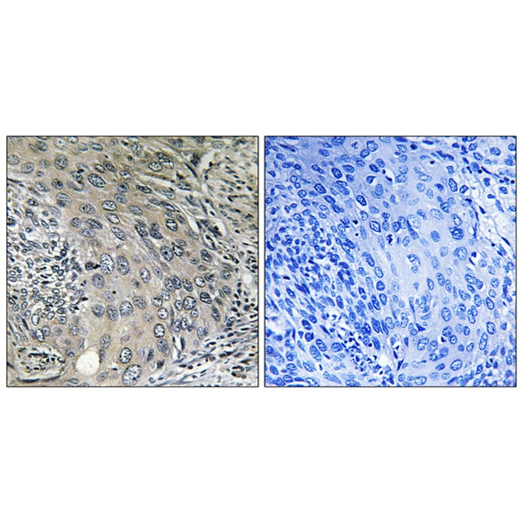 Immunohistochemistry - Anti-COPZ1 Antibody (C15184) - Antibodies.com
