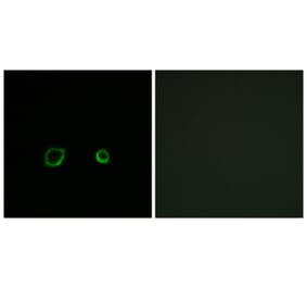 Immunofluorescence - Anti-CNTN4 Antibody (C15240) - Antibodies.com