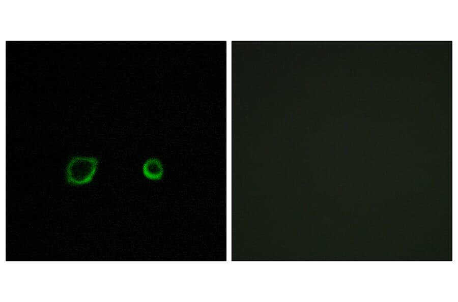 Immunofluorescence - Anti-CNTN4 Antibody (C15240) - Antibodies.com