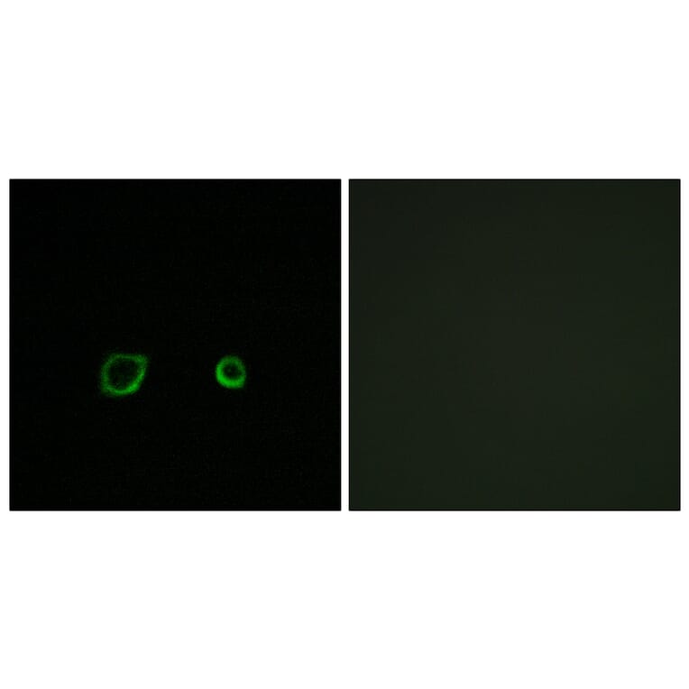 Immunofluorescence - Anti-CNTN4 Antibody (C15240) - Antibodies.com