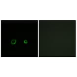 Immunofluorescence - Anti-CNTN4 Antibody (C15240) - Antibodies.com