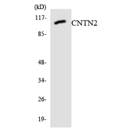 Western Blot - Anti-CNTN2 Antibody (R12-2637) - Antibodies.com