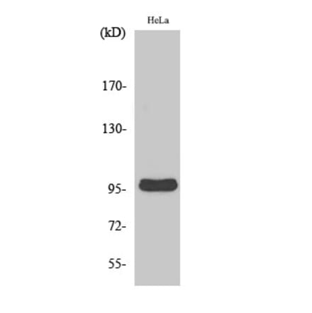 Western Blot - Anti-CNNM2 Antibody (C20929) - Antibodies.com