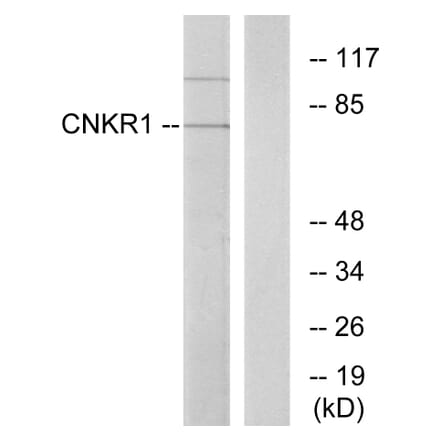 Western Blot - Anti-CNKR1 Antibody (C11460) - Antibodies.com