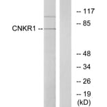 Western Blot - Anti-CNKR1 Antibody (C11460) - Antibodies.com