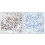 Immunohistochemistry - Anti-CNKR1 Antibody (C11460) - Antibodies.com